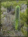 2012-02-15 12-46-17此地特有種-Giant Lobelia(巨半邊蓮).JPG